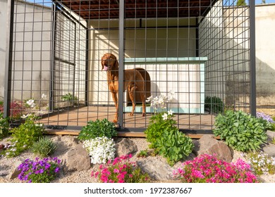 Cute vizsla hunting dog in his dog kennel with beautifuly landscaped surroundings.