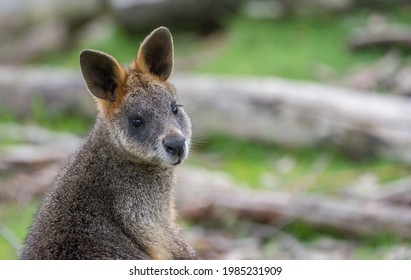Cute wallaby in a Australian forest