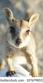 Cute Wallaby With Bling Eyes