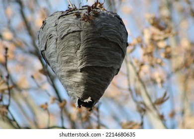 Cute Wasp Nest Hanging On A Tree