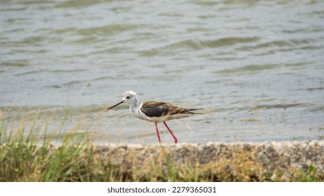 Cute water bird. Black winged Stilt. Colorful nature habitat background. Black winged Stilt, or or pied stilt, Himantopus himantopus. Blacked winged stilt searching for food in a small pond