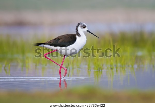 Cute water bird. Colorful\
lake habitat background. Bird: Black winged Stilt. Himantopus\
himantopus.