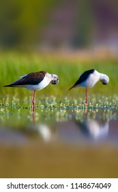 Cute Water Birds Peaceful Nature Background Stock Photo 1148674049 ...