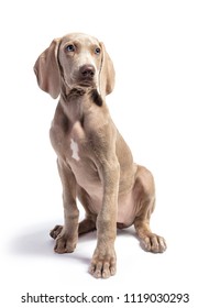 Cute Weimaraner puppy photographed in the studio on a white background.