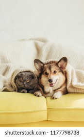 Cute Welsh Corgi Dog And Cat Lying Under Blanket On Sofa 