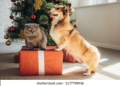 cute welsh corgi dog and scottish fold cat on gift box near christmas tree