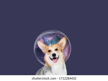 Cute Welsh Corgi. Happy Dog. Beautiful Picture Of Welsh Corgi