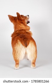 Cute Welsh Corgi Pembroke Dog Of Ginger And White Color Standing On Empty Background, Looking Up, Funny Back View. Pretty Pet Of Popular Breed. Copy Space.