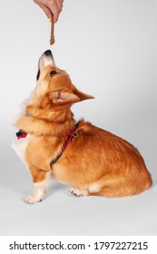 Cute Welsh Corgi Pembroke Dog Sitting In Breast-band On White Background And Looking Up, Where Woman Hand Holds Beef Jerky. Pretty Pet Of Ginger And White Color, Training. Copy Space.