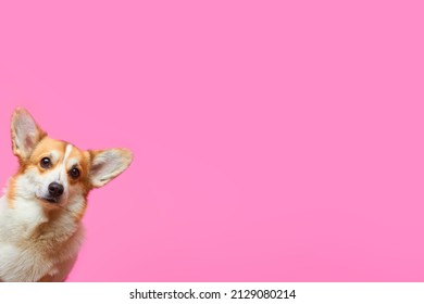 Cute Welsh Corgi Pembroke dog isolated on a pink background. Dog's head on a pink background. The dog is looking at the camera. Concept for a veterinary clinic. Billboard. - Shutterstock ID 2129080214