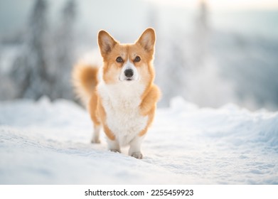 Cute welsh corgi Pembroke dog in wintertime - Shutterstock ID 2255459923