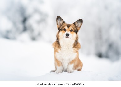 Cute welsh corgi Pembroke dog in wintertime - Shutterstock ID 2255459937