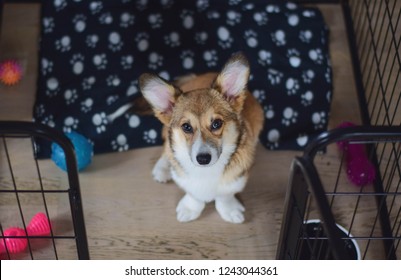 Cute Welsh Corgi Pembroke Puppy Dog In A Crate Training Sitting