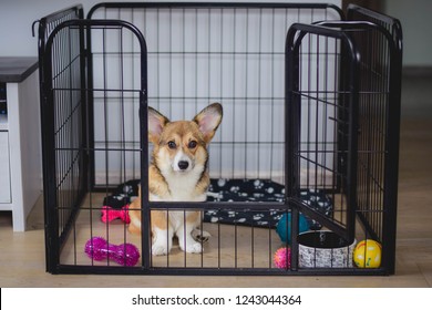 Cute welsh corgi pembroke puppy dog in a crate training sitting - Shutterstock ID 1243044364