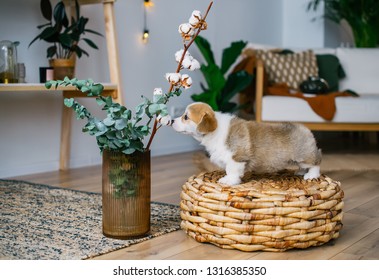 Cute Welsh Corgi Pembroke Puppy Smelling Flowers In Home Room.