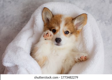 cute Welsh Corgi Pembroke puppy is lying on a blanket on its back. cute adorable pets puppies