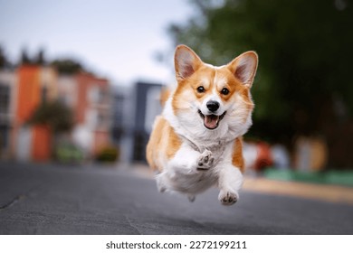 Cute welsh corgi pembroke running  on the street - Shutterstock ID 2272199211