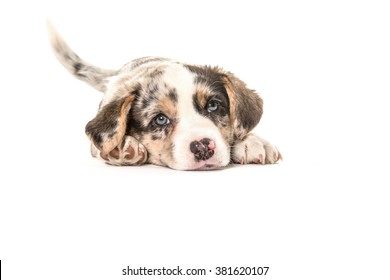 Cute Welsh Corgi Puppy Dog Lying Down And Wagging Its Tail Isolated On A White Background