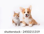 Cute  Welsh corgi puppy and a red kitten sit together on a white background. isolated on a white background