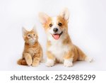 Cute Welsh corgi puppy and a red kitten sit together on a white background. isolated on a white background