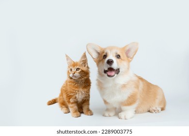 Cute  Welsh corgi puppy and a red kitten sit together on a white background. isolated on a white background - Shutterstock ID 2289003775