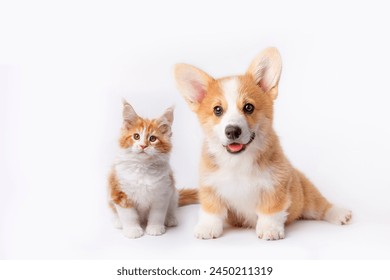 Cute  Welsh corgi puppy and a red kitten sit together on a white background. isolated on a white background