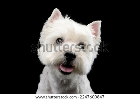 cute west Highland terrier smiling  in black background