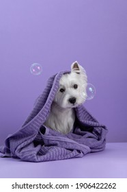 Cute West Highland White Terrier dog on purple background after bath. Dog wrapped in a towel among soap bubbles. Pet grooming concept. Copy Space. Place for text - Shutterstock ID 1906422262