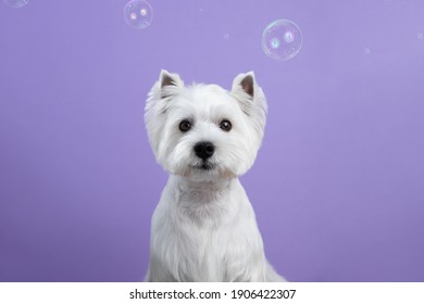 Cute West Highland White Terrier dog on purple background after grooming. Dog portrait among soap bubbles. Copy Space. Place for text