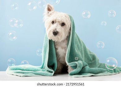 Cute West Highland White Terrier dog after bath. Dog wrapped in towel. Pet grooming concept. Copy Space. Place for text. High quality photo - Shutterstock ID 2172951561