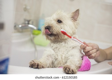 https://image.shutterstock.com/image-photo/cute-west-highland-white-terrier-260nw-612150185.jpg