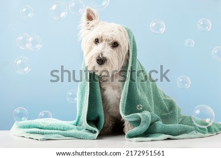 Cute West Highland White Terrier dog after bath. Dog wrapped in towel. Pet grooming concept. Copy Space. Place for text. High quality photo
