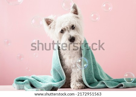 Cute West Highland White Terrier dog after bath. Dog wrapped in towel. Pet grooming concept. Copy Space. Place for text. High quality photo