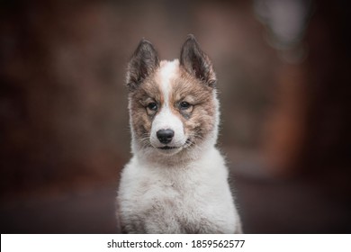 Cute West Siberian Laika Dog Puppy Head