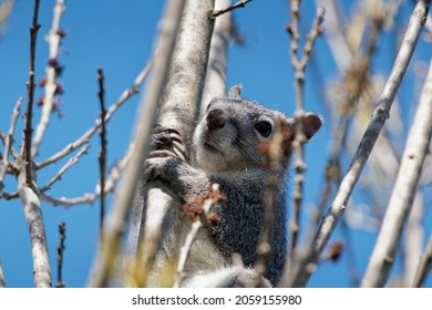 A Cute Western Gray Squirrel On A Tree