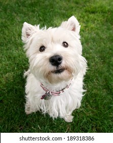  a cute westie - west highland terrier - at a local park or backyard