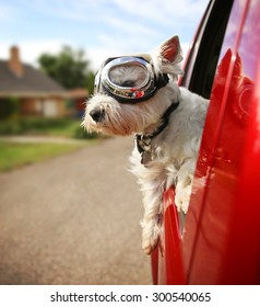  a cute westie - west highland terrier with goggles on riding in a car down an urban neighborhood road