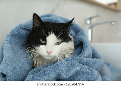 Cute Wet Cat Wrapped With Towel In Bathroom