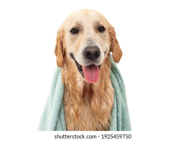 Cute Wet Golden Retriever Dog Wearing In Towel After Washing Isolated On White Background