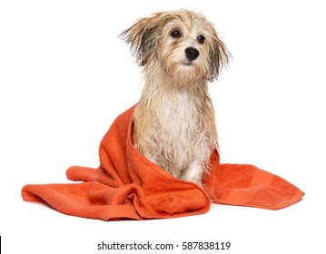 Cute Wet Havanese Puppy Dog After Bath Is Sitting Wrapped In An Orange Towel, Isolated On White Background