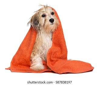 Cute Wet Havanese Puppy Dog After Bath Is Sitting Wrapped In An Orange Towel, Isolated On White Background