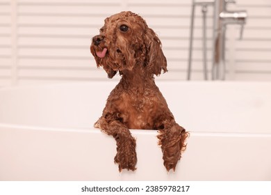 Cute wet Maltipoo dog in bathtub indoors. Lovely pet - Shutterstock ID 2385978217