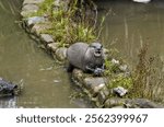 A cute wet otter (Lutrinae) eating fish on the rocks in the water pond in the zoo