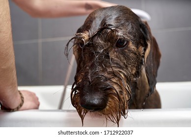 A cute  wet wire hair dachshund, black and tan, taking a bubble bath with his paws up on the rim of the tub. Puppy eyes          