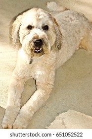 Cute Wheaton Terrier