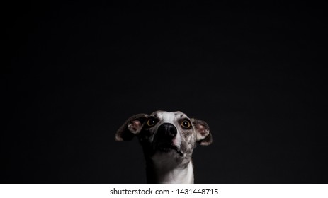 Whippet Studio On Black Images Stock Photos Vectors Shutterstock