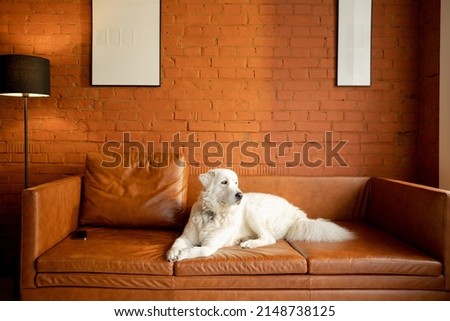 Cute white adorable dog lying on leather couch at modern apartment. Portrait of maremmano-abruzzese sheepdog at home