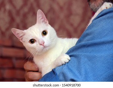 Cute White Albino Cat In Arms