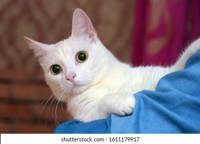 Cute White Albino Cat In Arms