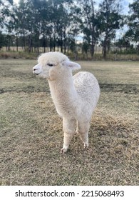 Cute White Alpaca In Australia